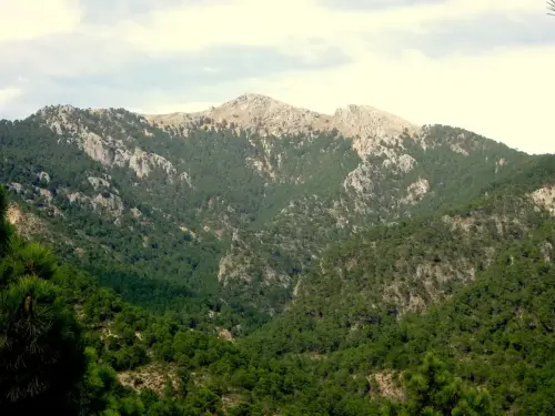 Sarga-Padron-Bienservida