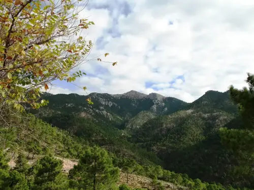 Sarga-Padron-Bienservida2