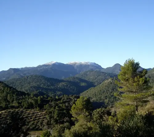 Sarga-Padron-Bienservida5