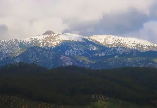 Sarga-Padron-Bienservida6