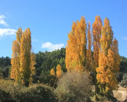 Rios005-Arroyo-de-las-Puentecillas