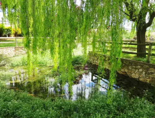 Rios021-Rio-de-La-Quejola-en-San-Pedro