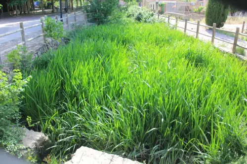 Rios021-Rio-de-La-Quejola2-en-San-Pedro