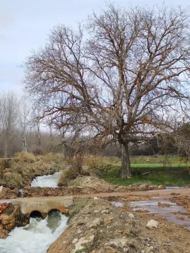 Rios039-Arroyo-del-Campillo-Rio-Jardin