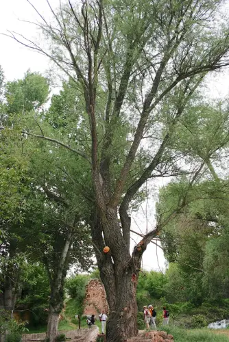 Rios072a-Arroyo-Alarconcillo-en-Las-Lagunas