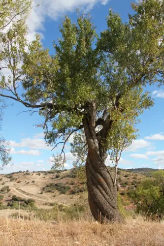 Arbol-singular-Alatoz-Almendro