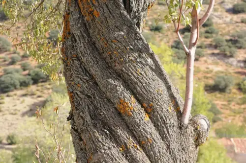 Arbol-singular-Alatoz-Almendro2