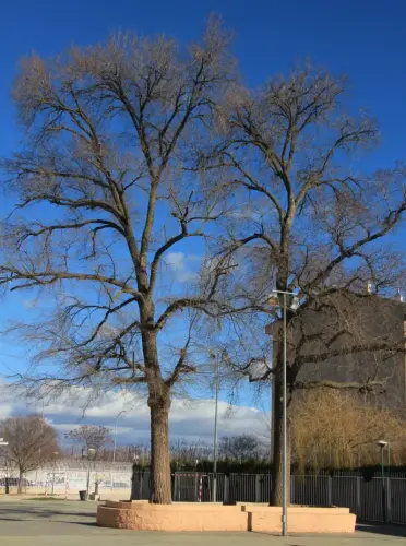 Arbol-singular-Albacete-Olmos-del-IES