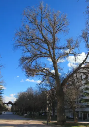 Arbol-singular-Albacete-Olmos-del-IES2