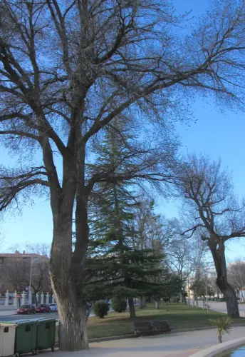 Arbol-singular-Albacete-Olmos-del-Paseo-de-la-Cuba