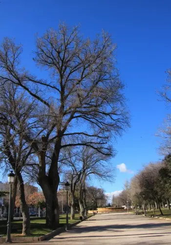 Arbol-singular-Albacete-Olmos-del-Paseo-de-la-Cuba3