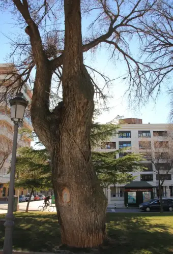 Arbol-singular-Albacete-Olmos-del-Paseo-de-la-Cuba4