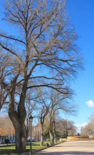 Arbol-singular-Albacete-Olmos-del-Paseo-de-la-Cuba5