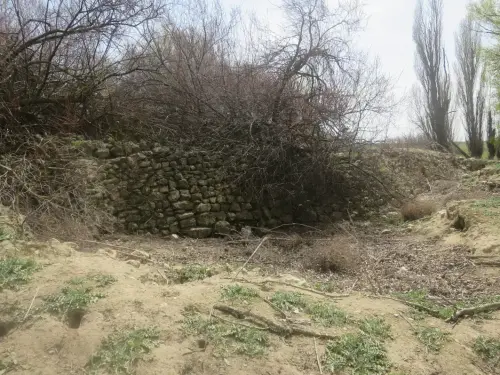 Arbol-singular-Albacete-Tarayes-del-Acequion