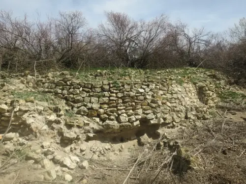 Arbol-singular-Albacete-Tarayes-del-Acequion2