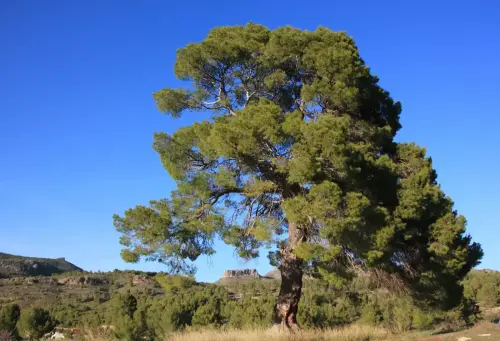 Arbol-singular-Arroyo-Morote-Yeste-Pino