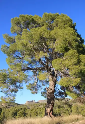 Arbol-singular-Arroyo-Morote-Yeste-Pino2