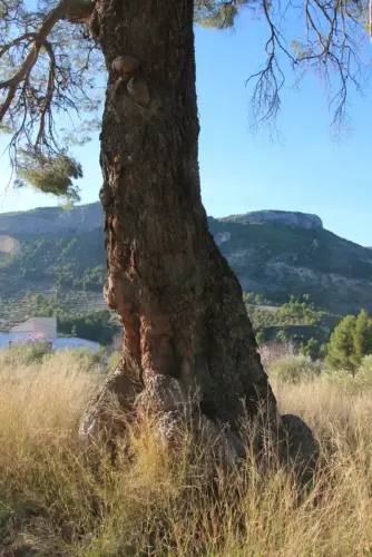 Arbol-singular-Arroyo-Morote-Yeste-Pino3