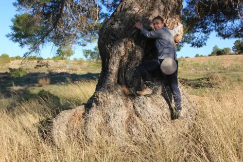 Arbol-singular-Arroyo-Morote-Yeste-Pino4