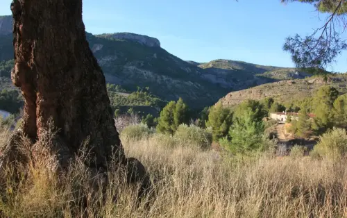 Arbol-singular-Arroyo-Morote-Yeste-Pino5