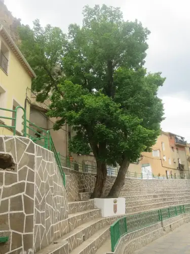 Arbol-singular-Ayna-Olmos-de-la-plaza