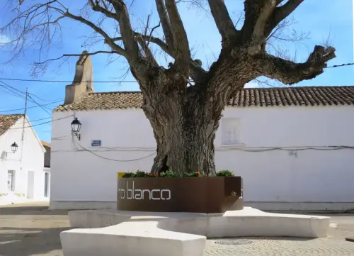 Arbol-singular-Balsa-de-Ves-Olmo-de-Cantoblanco