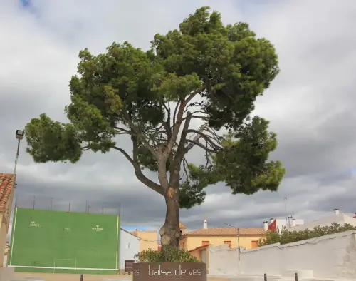 Arbol-singular-Balsa-de-Ves-Pino-del-fronton