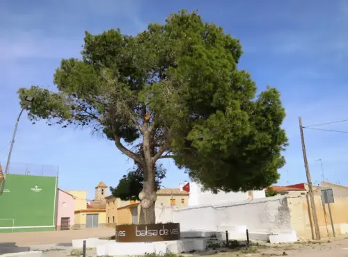 Arbol-singular-Balsa-de-Ves-Pino-del-fronton2