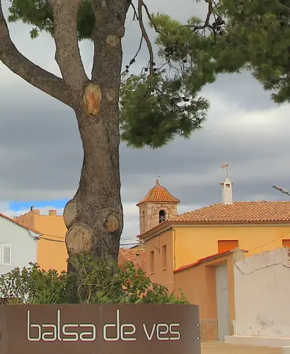 Arbol-singular-Balsa-de-Ves-Pino-del-fronton3