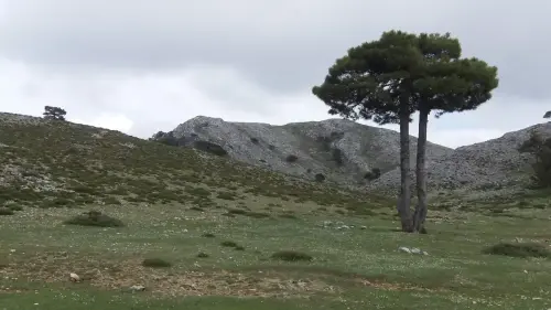 Arbol-singular-Bienservida-Pino-del-Padron