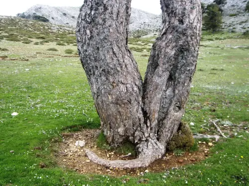 Arbol-singular-Bienservida-Pino-del-Padron2