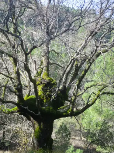 Arbol-singular-Bienservida-Roble-de-La-Mesta