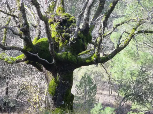 Arbol-singular-Bienservida-Roble-de-La-Mesta2