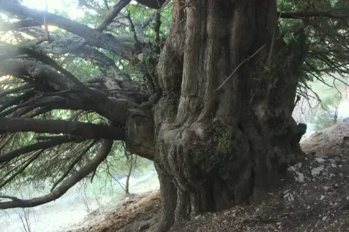Arbol-singular-Bienservida-Tejo-de-La-Pileta