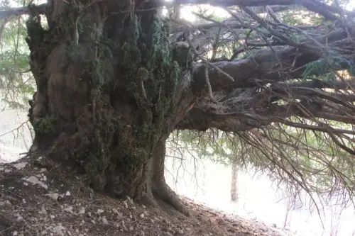 Arbol-singular-Bienservida-Tejo-de-La-Pileta2