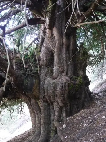 Arbol-singular-Bienservida-Tejo-de-La-Pileta3
