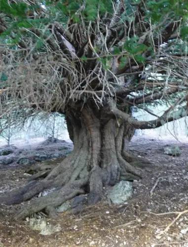 Arbol-singular-Bienservida-Tejo-de-La-Pileta4