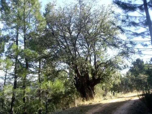 Arbol-singular-Cabezallera-Molinicos-Roble