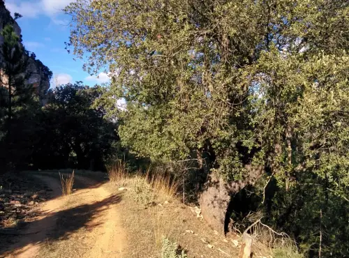 Arbol-singular-Cabezallera-Molinicos-Roble2