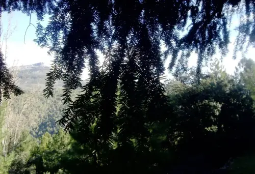 Arbol-singular-Cabezallera-Molinicos-Tejo