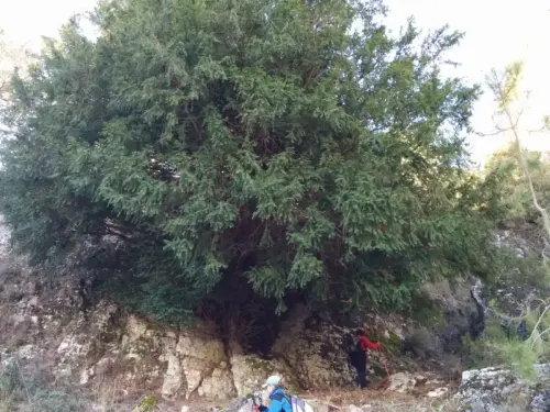 Arbol-singular-Cabezallera-Molinicos-Tejo2