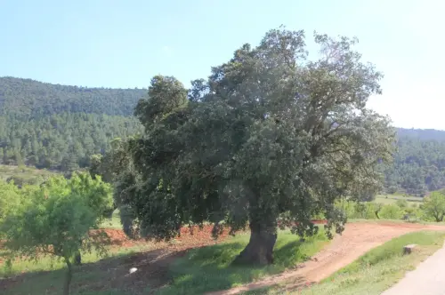 Arbol-singular-Canada-de-Haches-Bogarra
