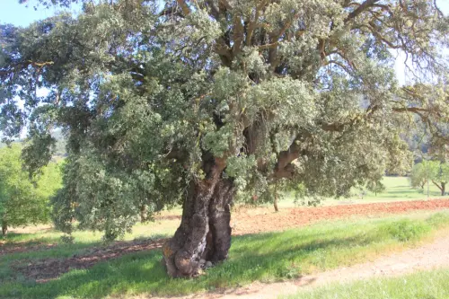 Arbol-singular-Canada-de-Haches-Bogarra2