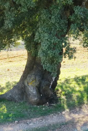 Arbol-singular-Canada-de-Haches-Bogarra3