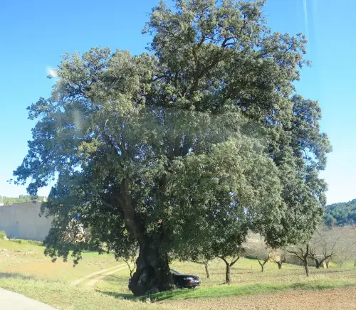 Arbol-singular-Canada-de-Haches-de-Abajo-Bogarra-Carrasca