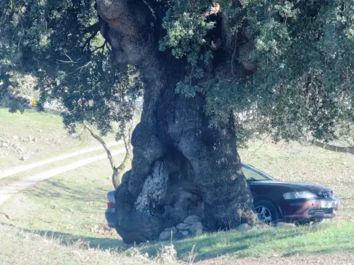 Arbol-singular-Canada-de-Haches-de-Abajo-Bogarra-Carrasca2