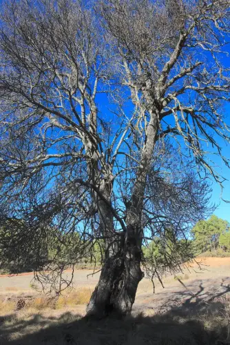 Arbol-singular-Canada-del-Provencio-Molinicos-Fresnos-de-Mengochico2