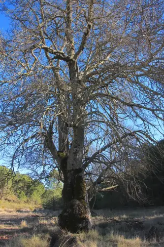 Arbol-singular-Canada-del-Provencio-Molinicos-Fresnos-de-Mengochico4