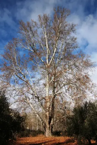 Arbol-singular-Casas-Ibanez-Platano-de-Tamayo