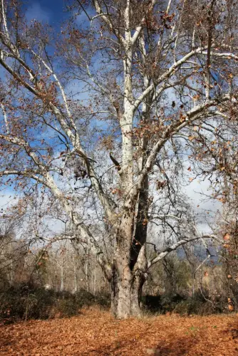 Arbol-singular-Casas-Ibanez-Platano-de-Tamayo2